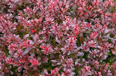 japanese barberry shrub care